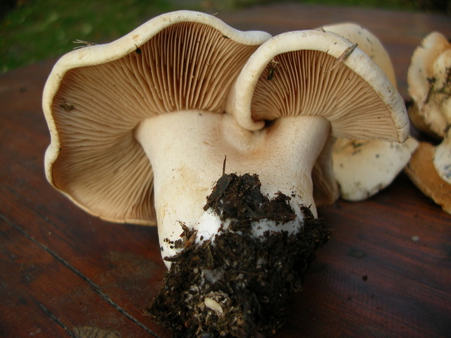 Dubbi su Hebeloma sinapizans